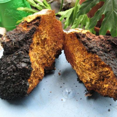 Things To Know About Chaga And Chaga Mushroom